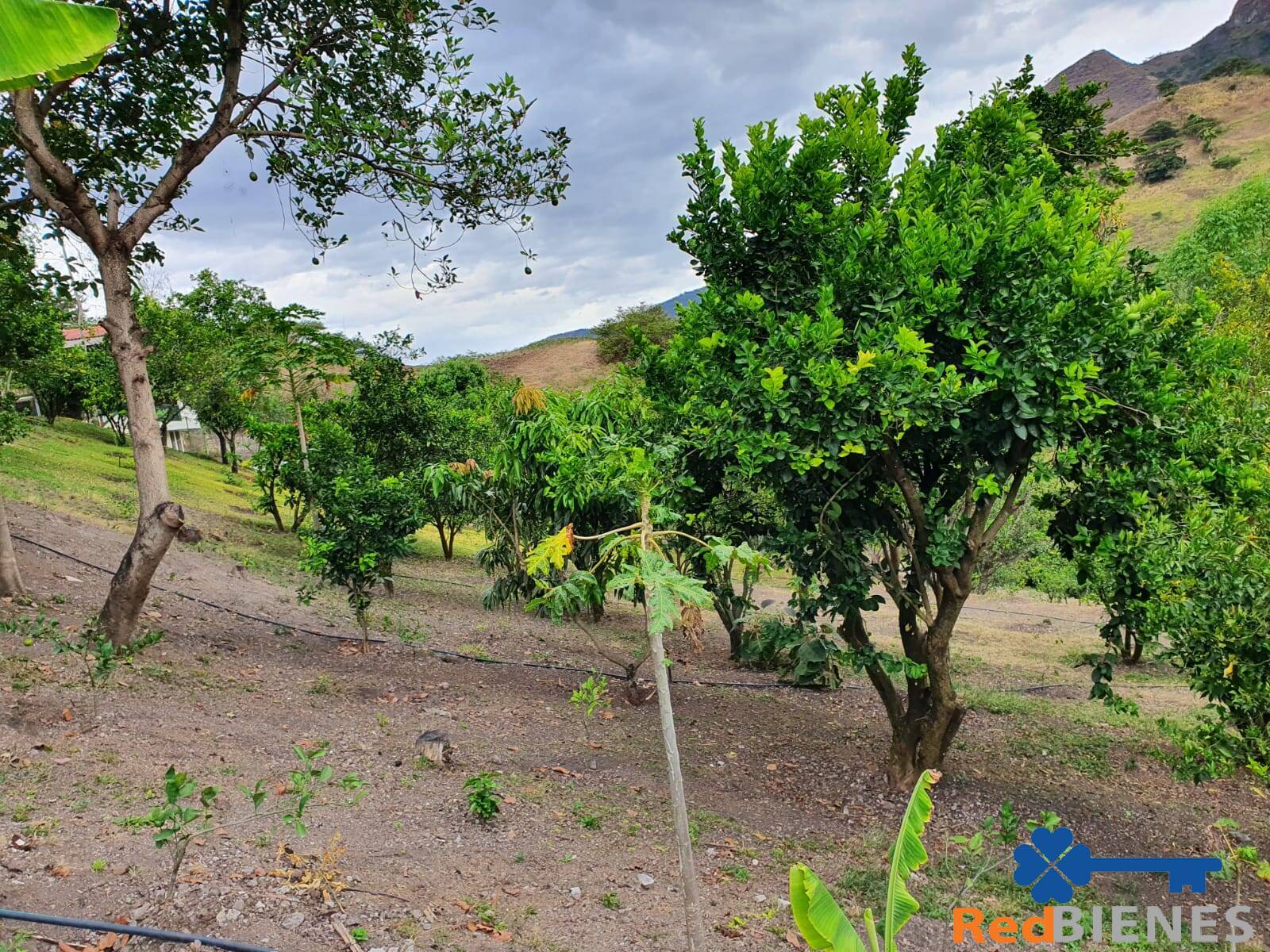 Quinta en Yunguilla con 2 casas, piscina y árboles frutales